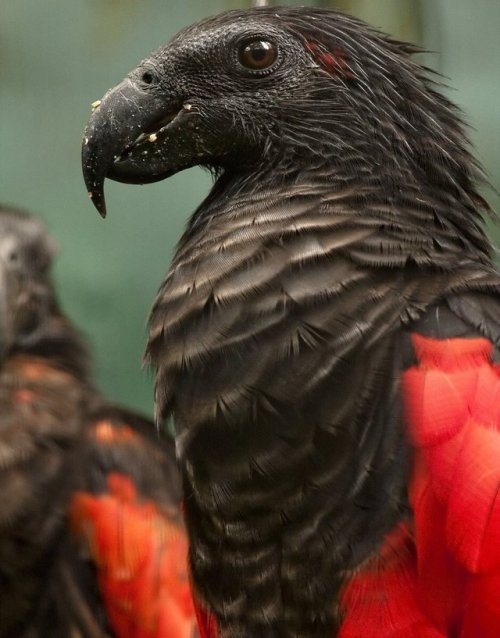 housedraculesti:The Pesquet’s Parrot also known as the Vulturine Parrot. “Dracula Parrot” would also