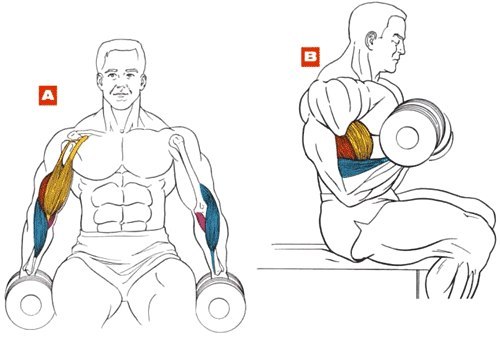 Porn Pics The best exercises for biceps