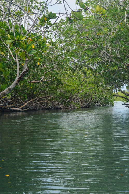 Green channels of mangroves at Morrocoy National Park, Venezuela.Photography Blog