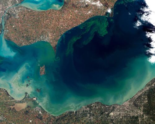 Are extreme Algal blooms about to become a common occurrence?An algal bloom is the rapid accumulatio