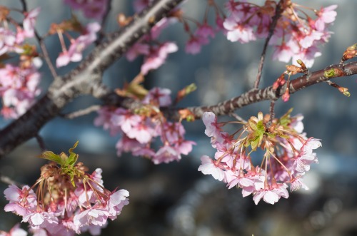 カワヅザクラ2012/3/24撮影D7000,90mm,F5.0,ISO100,1/800sec