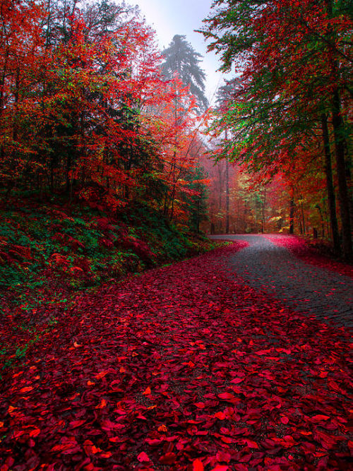 lori-rocks:My Autumn Path… by Zeki Seferoglu