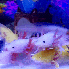 Axolotl Gif Explore Tumblr Posts And Blogs Tumgir