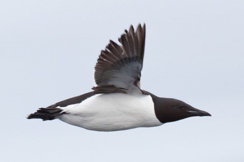 Brunich&rsquo;s Guillemots at Alkefjellet, Svalbard Absolutely stunning place. You wouldn&rs