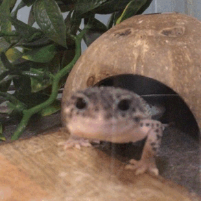 hypatia-the-hoe:He approaches!