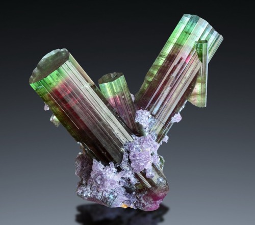 bijoux-et-mineraux: Tourmaline and Lepidolite - Cruzeiro Mine, São José  da Safir