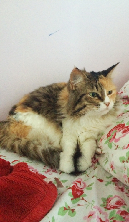 dramaranii:Cleo woke up with her tail between her paws and adorably disgruntled