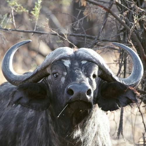 Photography by @leonardgabrielle  &ldquo;Just let me munch my straw, okay?  #africanbuffalo #ser