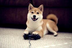 beats-of-paradise:  Dogstation ‘-‘  That dog has great taste in gaming.