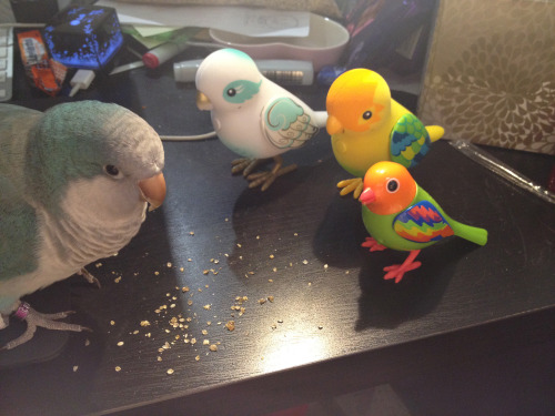 birdbooty:  Bird party!