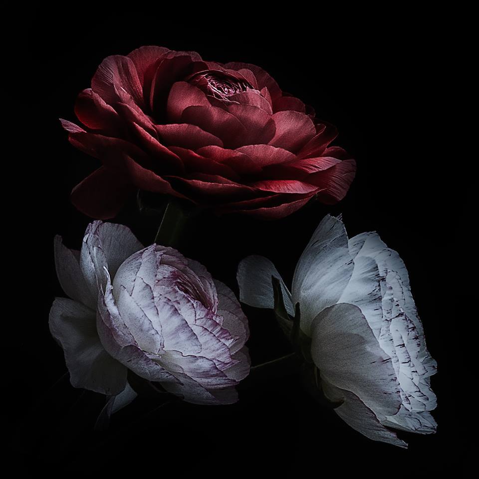 dolcemania:  by Christine Ellger  