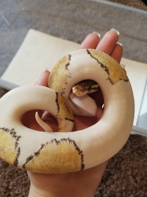 daedricsnakes:some bad cell phone pics of the babies while cleaning enclosures. meridia and sheo are