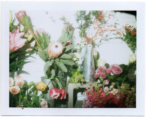 polaroidsf:Flowers at the Mission’s Ampersand.