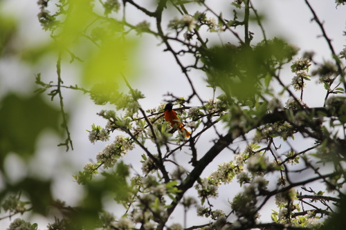 baltimore oriole this morning!