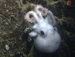 sixpenceee:An octopus supermomThis octopus died in 2011, but scientists didn’t tell her amazing story until this year. She was spotted in the same place, holding her eggs in her arms, for a whopping 4.5 years—smashing the previous record for egg brooding.