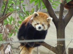 red-panda-mania:  上野動物園2015.1.2