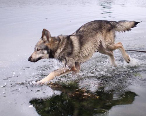 naturepunk:The coat coloration of many dog breeds can go through drastic changes as the animal grows