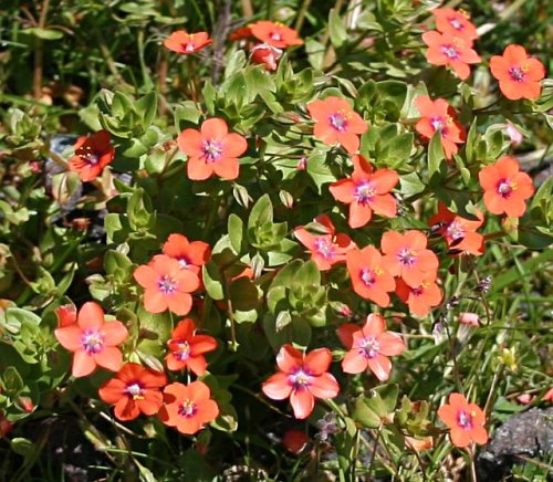 Scarlet Pimpernel flowers, Wheal Kitty, St Agnes