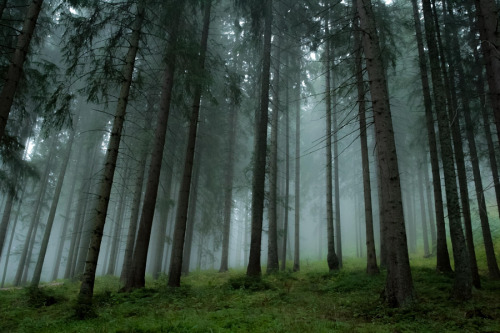 hellopoland:Misty forest by Bartosz Twarowski