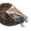 l1ch3nnn