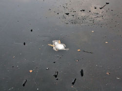 becausebirds:  Norwegian man saves duck.