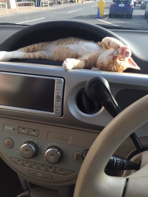 justcatposts:  cutest thing you will see all day