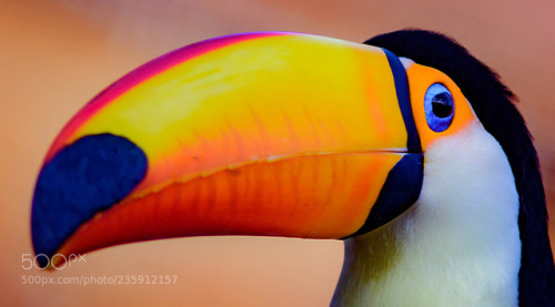 animal-photographies: A Rainbow of Colors