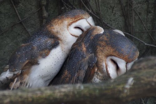 feather-haired:Sleeping Barn Owls by Katina-elizabeth ❁