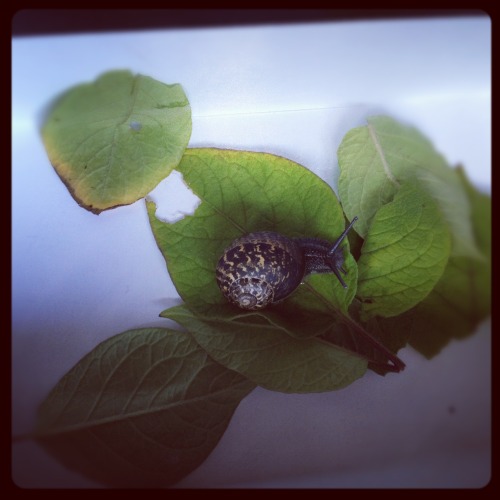 Pictures Of Flowers Taken Throughout The Year (Plus A Snail My Nephew Adopted)