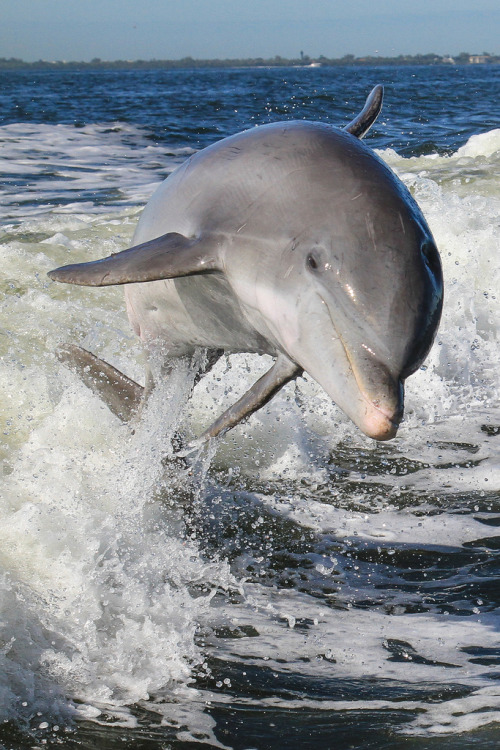 h4ilstorm:Atlantic Bottlenosed Dolphin (by toryjk)