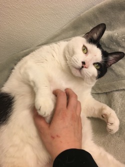 unflatteringcatselfies:  This is Dr. Josephine Meowmuffins, M.D. She’s been living in the bathroom at the shelter I help out at for over a month now and she’s still looking for a good home where she can continue losing some weight. She’s one of