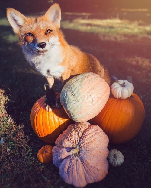 Pumpkin queenJuniper the Fox