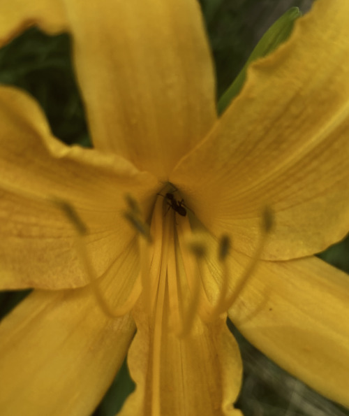 Get Prints Of This Cute Little Guy In His Little Flower
