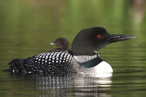 musictherapy611: Daily Bird: Common Loon Range: breeding, Alaska and the very northernmost continent