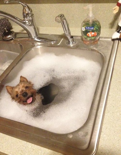 babyanimalgifs