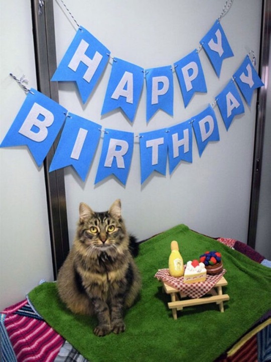 chubbycattumbling:This story broke my heart!This is Monique. She has been at Battersea Dogs and Cats Home in South London for almost half a year. The staff through her a birthday party and posted the event on social media beforehand and NO ONE CAME!!!!If