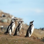 “Time to Visit Chile’s Penguins
thefinancialist.com
For those yearning to see Patagonia, the timing will soon be right. At least from a foreign exchange perspective. The Chilean currency looks set to weaken to near 600 pesos to the dollar in coming...