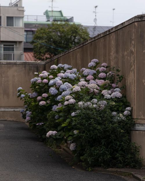 お寺や神社に咲く紫陽花もいいですが、お散歩の途中不意にみかける紫陽花も良いですね。#紫陽花 #京都 (Kyoto, Japan) https://www.instagram.com/p/CQCT-
