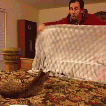 steffy6michelle:  humoristics:  Cat confused by owner’s magic trick [Vine by Jenni4]