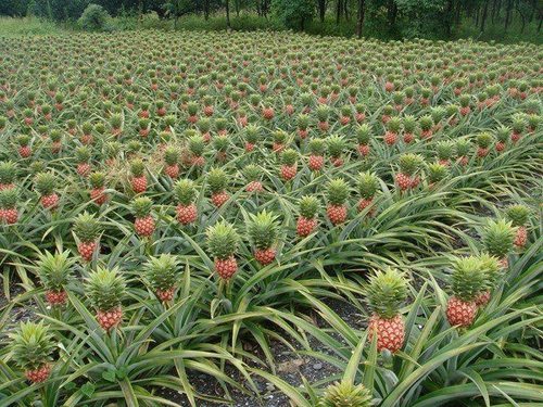 damp-squid:  foxboy:  foxboy:  IM SO ANGRY THAT PINEAPPLES DONT GROW ON TREES   THIS