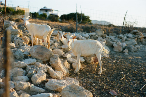 whataukjesees: July 10 192/366: Last day on Karpathos island (Greece).