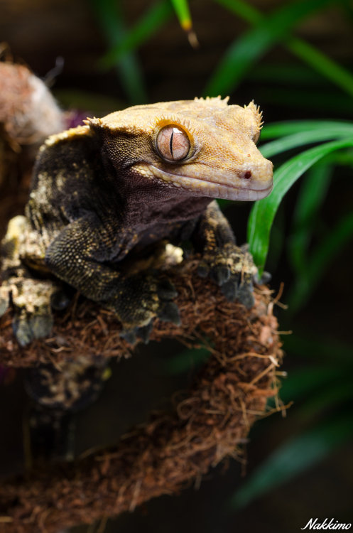 end0skeletal:Correlophus ciliatus (crested gecko) by nakkimo