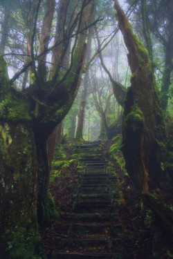 wolverxne:  The stairs in the forest | by: