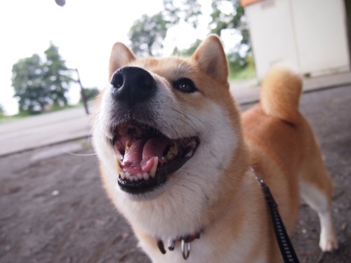 shibainu-komugi:今日の柴犬の小麦さん #shiba #dog #komugi #柴犬