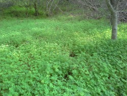 bbplant:  Lots of clovers