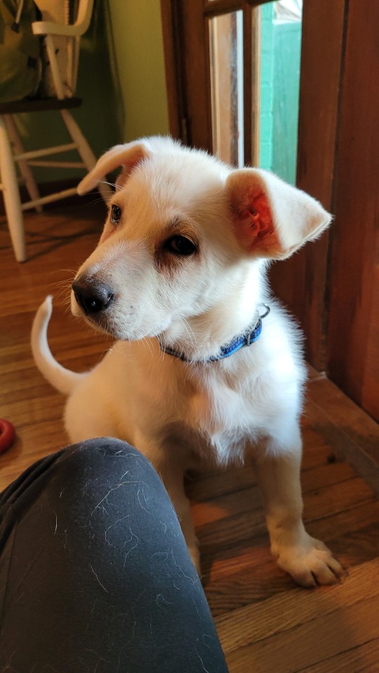 katiiie-lynn:Oops, we did it again! We’re the crazy dog people who went and got themselves another dog (yes we have 5 in total now) 😂 Please welcome Gimli, our newest little pup in the house 🥰😍💖 Astrid’s parents had another litter