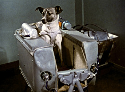 occultronic:  teddybearpostman:  Sputnik 2 was not designed to be retrievable, and Laika had always been intended to die.   Poor Laika… and the US did this same cowardly manuver with the chimp.