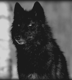 Scavenger of Human Sorrow