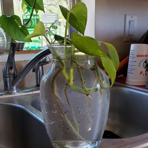 Root porn♡♡ #pothos #plants #jungle #photography #love #goodjuju #spreadlovehttps://www.instagram.