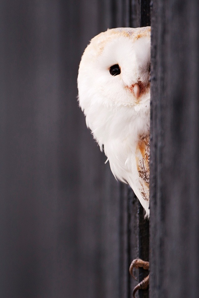 resplend3nt-rap4cious:  ❥ 